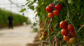 Tarım ÜFE yüzde 9,51 arttı