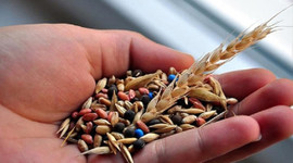 Tohum ihracatı ve üretiminde rekor