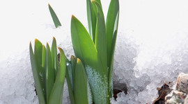 Kilosu 5 liradan satılıyor