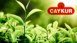 Çaykur 1500 işçi alacak