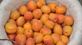 Kayısıda rekolte beklentisi yüksek