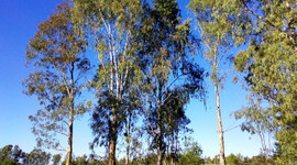 Altın yetişen ağaç bulundu!