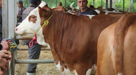 Düve kesimine yasak getirildi