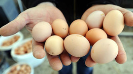 Yumurta fiyatları dibin de dibinde!