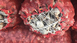 Uzak Doğu ülkelerine gönderiliyor