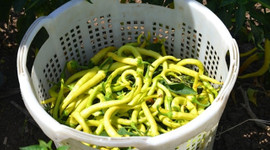 Biber üreticileri zor durumda