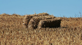 Saman fiyatlarında büyük artış!