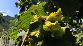 Fındık hasadı rötar yaptı