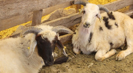 Diyanet vekaletle kurban bedellerini açıkladı