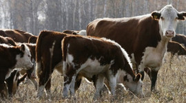 "Türkiye dışa bağımlı hale gelecek"