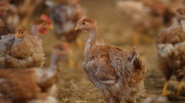 Hayvan yeminde GDO onayı!