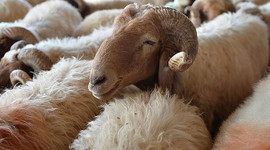 Küçükbaş kurbanlıkların fiyatı belli oldu