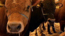 Satılmayan kurbanlık Kırklareli'ye dönemeyecek