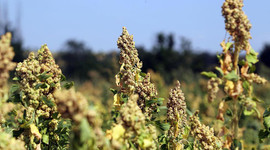 Çiftçinin yeni umudu 'astronot besini' kinoa