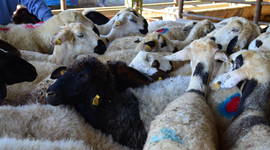 'Küçük ve büyükbaş hayvanlarımız yeterli'