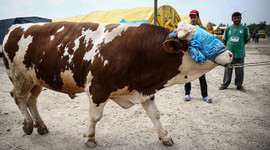 Kurbanlık fiyatları açıklandı