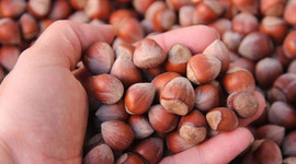 Bakan Fakıbaba fındık fiyatını açıkladı