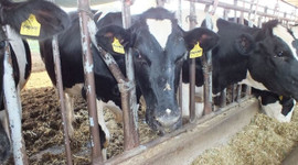 Kurbanlıklarda 'pasaport' dolandırıcılığına dikkat!