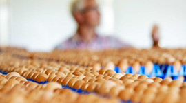 AB Komisyonu'ndan korkutan açıklama: Zehirli yumurtalara Türkiye'de de rastlandı