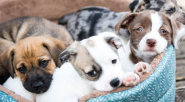 Dünya evcil hayvan pazarı: 150 milyar dolar!