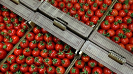 Rus heyet domates ihracatını görüşmeye geliyor