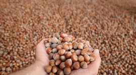 TMO açıklama yaptı: Fındık fiyatları 9 liranın üzerini gördü