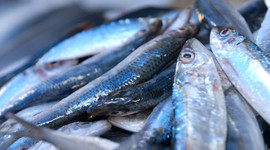 Hamsinin fiyatı düştü