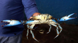 Ağlarını yırtan yengeçler ekmek kapıları oldu