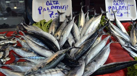 Karadeniz'de palamut bereketi