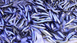 El yakan hamsiye büyük talep!