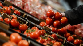 Rusya'ya domates ihracatı başladı