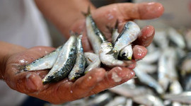 Hamsinin fiyatı 25 TL'ye çıkabilir