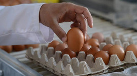 Köy yumurtası 'hilesi' bitecek