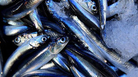 Türkiye'den 16 ülkeye hamsi ihraç edildi