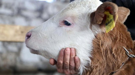 Bakan Fakıbaba: 2018'de bütün aşılar bedava yapılacak