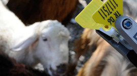 Aşı ve küpe uygulama ücretleri 1 kuruş olacak