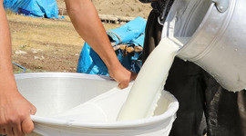 Çiğ süt fiyatları üreticiyi sevindirdi