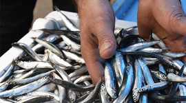 Hamsi ihracatı 9 milyon dolar kazandırdı