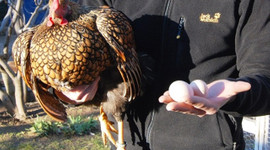 Tanesi 40 liradan kapış kapış satılıyor