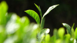 Kilosu 4 bin 500 lira