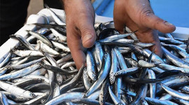 Karadeniz hamsisi tescillendi