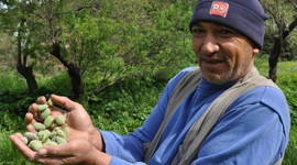 Datça'da çağla badem hasadı başladı