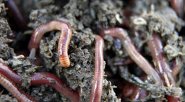 Yılda 30 ton üretiyor, kilosunu 4 TL'den satıyor