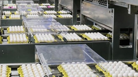 Artık her yumurtada bu olacak!