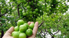 Fiyatı 100 TL’den 6 TL’ye düştü