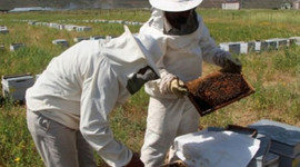 Organik arıcılara destek geliyor