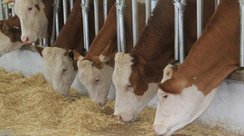 Büyükbaş hayvancılık yatırımında "süper teşvik"in detayları belli oldu