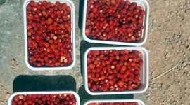 Kilosu 100 lira! Tezgaha gelir gelmez bitiyor...