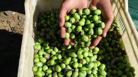 Edremit Körfezi'nde 15 bin ton zeytinyağı rekoltesi bekleniyor