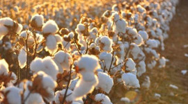 Pamukta 1 milyon tona gidiliyor!